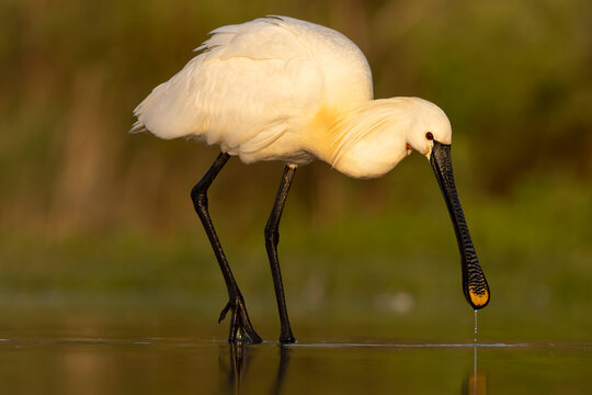 Eurasian Spoonbill, Platalea leucorodia