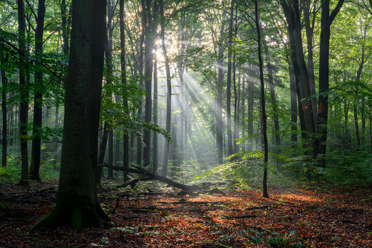 Sunny morning in the forest