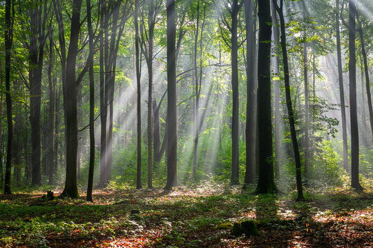 Sunny morning in the forest