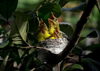 Wildlife photography of baby birds in a natural nest during feeding time © Manz Russali