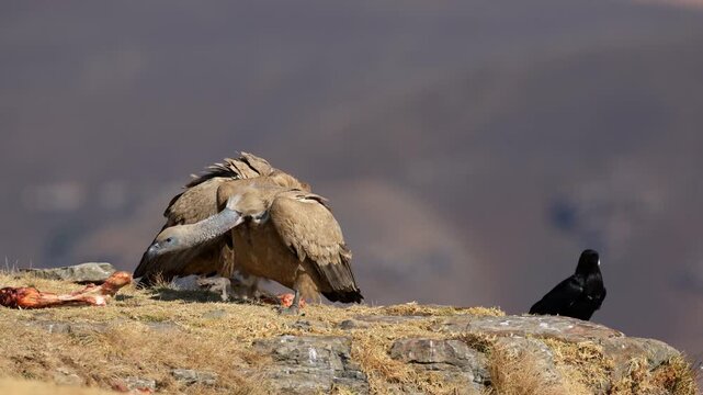 Endangered Cape vultures (Gyps coprotheres) and white-necked ravens (Corvus albicollis) scavenging, South Africa