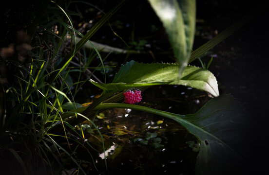 Moras prenatales
