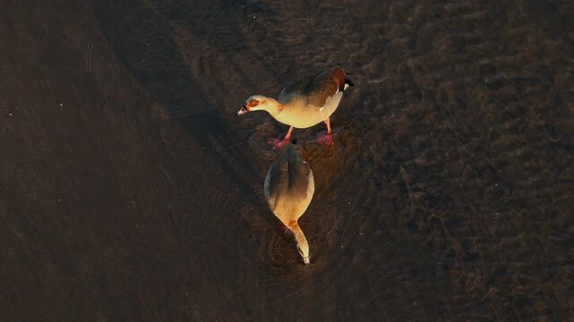 A pair of Egyptian geese (Alopochen aegyptiaca) foraging in shallow water, Kruger National Park, South Africa