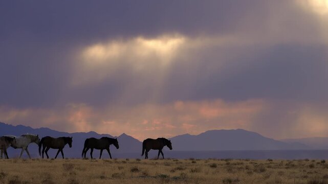 Wild horses as they move through the scenic landscape of the Utah Desert.
