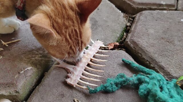 A close-up shot of an orange tabby cat licking and eating the bones of a raw fish skeleton on a concrete floor outdoors, illuminated by natural light.