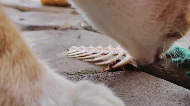 A close-up shot of an orange tabby cat licking and eating the bones of a raw fish skeleton on a concrete floor outdoors, illuminated by natural light.