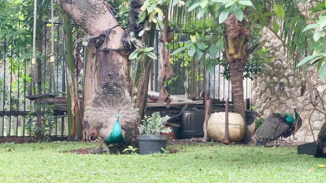 young indian peafowl learn to train rattling and turning around, young peacock learn to dance in the open nature
