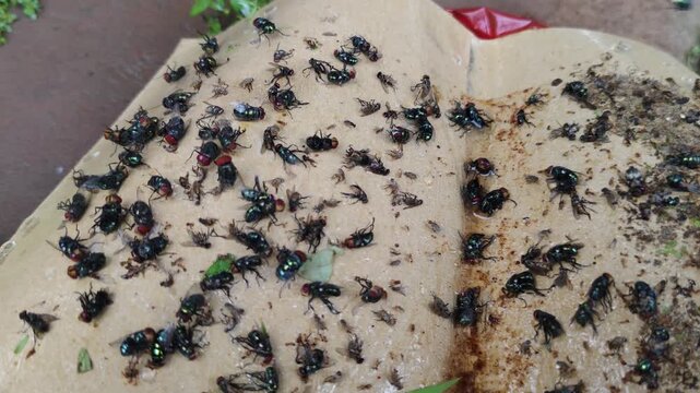 Flies and dirt stuck to the sticky glue trap in the backyard.