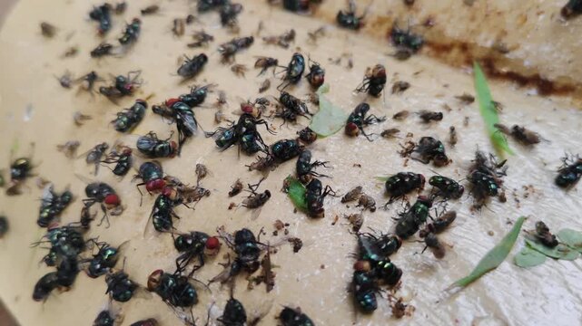 A cluster of dead flies in a sticky trap indicates a fly infestation and pest control issues.
