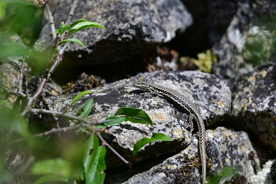 L&eacute;zard des Murailles (Podarcis muralis)