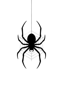 spider on a white background
