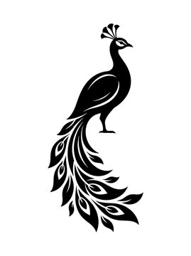 peacock vector illustration