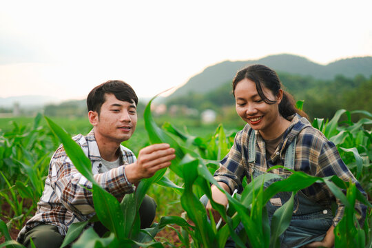 Young farmers using tablets to inspect corn crops in a green field, showcasing smart farming, agricultural technology, digital crop monitoring, sustainable agriculture, and rural innovation.