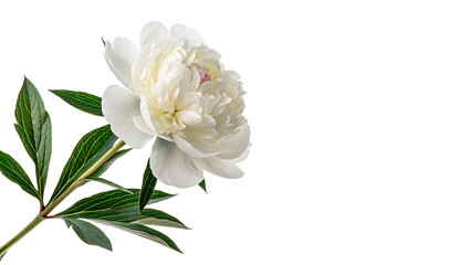 Beautiful delicate white peony flower blossom on green stem seasonal nature element © Arthur