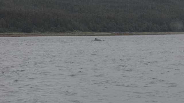 a high frame rate clip of a humpback whale diving at auke bay of juneau, alaska