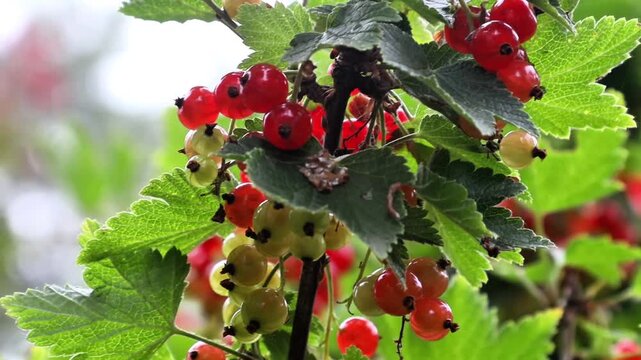 Close-up of Fresh Ripe and Unripe Red Currants Growing on a Bush in a Summer Garden