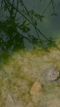 Insect Skimming Shallow River Water Beneath Reflected Branches