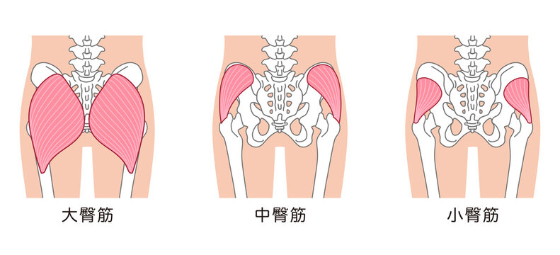 大臀筋、中臀筋、小臀筋　骨盤周辺の骨　股関節