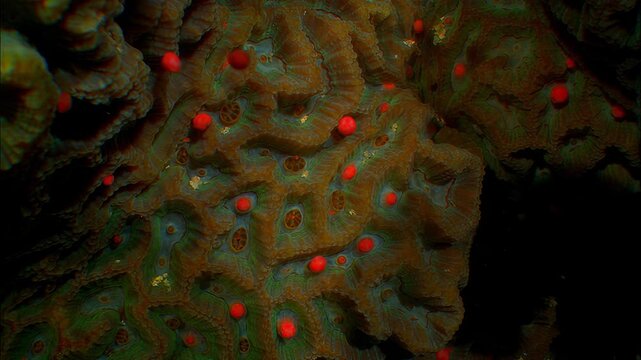 Close-up underwater view of vibrant brain coral with red polyps in natural light