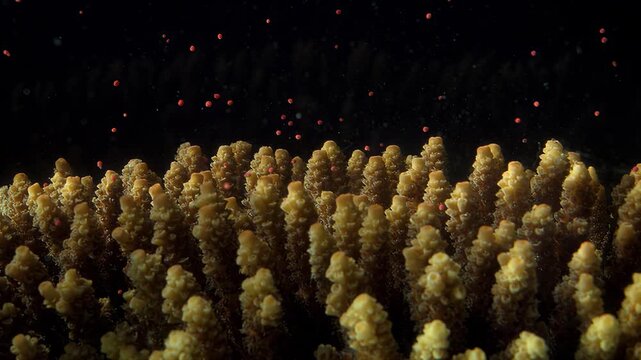 Underwater coral spawning event with tiny pink eggs floating in dark water