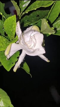 White Gardenia Flower with Raindrops at Night