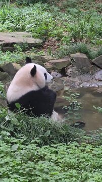 Giant panda sitting by a forest stream