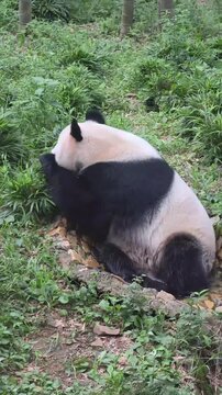 Giant Panda Eating Bamboo in a Lush Natural Habitat