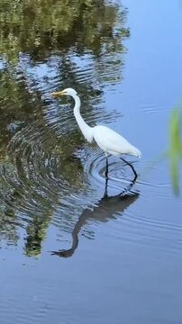 A Great Egret standing in calm blue water