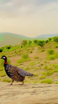 A beautiful Black Francolin bird standing on a rocky hill