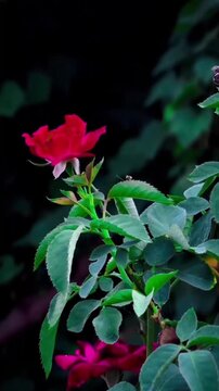 A single vibrant red rose blooming in a natural garden setting