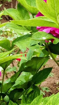 Beautiful Vibrant Pink Peonies with Raindrops in Garden
