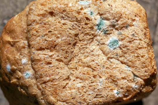 old mouldy bread
