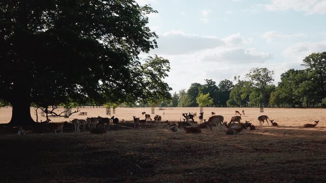 Herd of deer grazing in an open meadow beneath a spreading tree, resembling a London park such as Richmond Park - 10 September 2026.