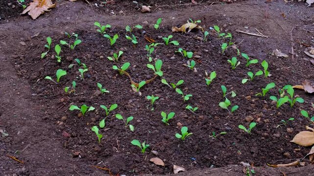 Garden bed of young kava, yaqona, grog plants growing on tropical island in Fiji, South Pacific