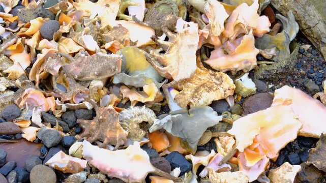 Fijian beach covered with broken conch shell on tropical island in Fiji, South Pacific