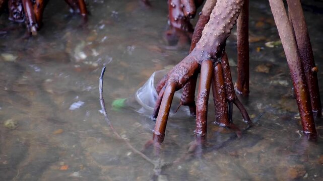 Ocean plastic trash washed ashore onto mangrove forest roots on tropical island in Fiji, South Pacific