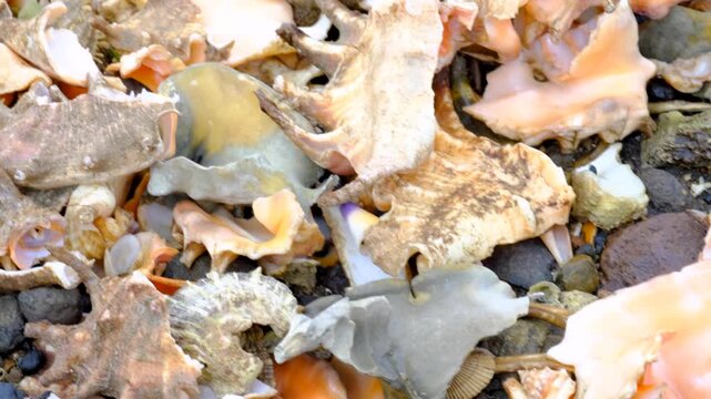 Closeup pan of Fijian beach with broken conch shell on tropical island in Fiji, South Pacific