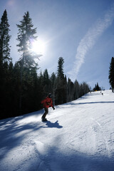 Snowboarder Riding Past Tall Pines With Sun Flare on Ski Slope © Taras Vovchuk