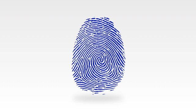 Animated navy blue fingerprint reveals from the center in a spiral, symbolizing biometric identity, data security, AI, authentication, digital forensics, and cybersecurity. 4k Chroma Key Green