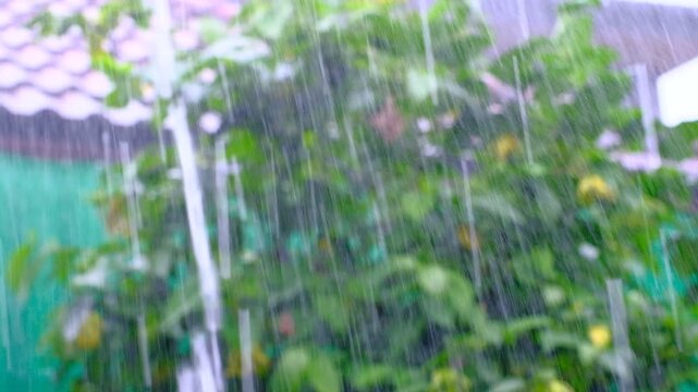 Heavy rainstorm in summer, rain scenery in the Summer house,rain storm attack the house
