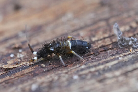 Macro view of springtail insect Orchesella cincta on dead wood bark background with nature detail and close up study shot
