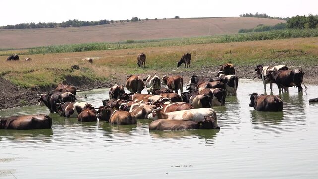 Cows in Water, Domestically Animal Bathing, Cattle Cooling in River, Lake, Countryside, Rustically View