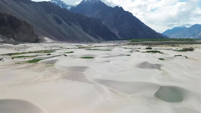 Wide high angle aerial arc shot orbiting around white sand dunes with green vegetation patches and dark snow-capped Himalayan mountains in Hunder, Nubra Valley, Ladakh, India.