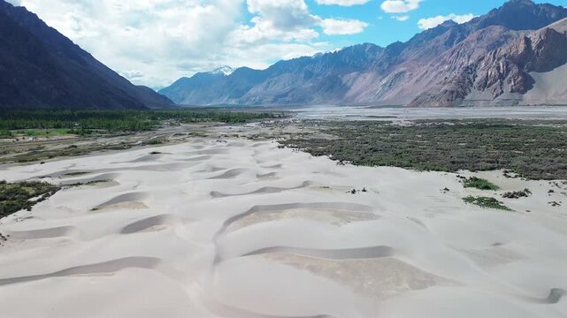 Wide aerial tilt up shot starting from the white sand dunes of Hunder towards the green oasis and majestic Himalayan mountain peaks in Nubra Valley, Ladakh, India.