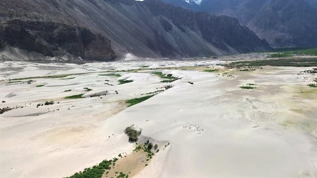Wide high angle aerial arc shot orbiting over the white sand dunes of Hunder with green vegetation patches and massive arid mountains in Nubra Valley, Ladakh, India.