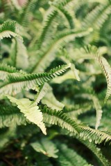 Fresh green fern fronds growing in a shaded natural garden © jsuhzine