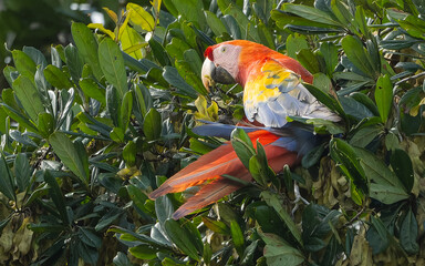 Scharlachara (Ara macao) © SBOR Naturfotografie