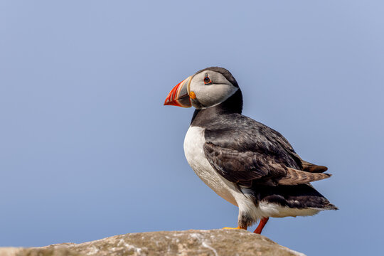Atlantic puffin (Fratercula arctica) on the cliffs of Lunga in the Treshnish Isles in Scotland.