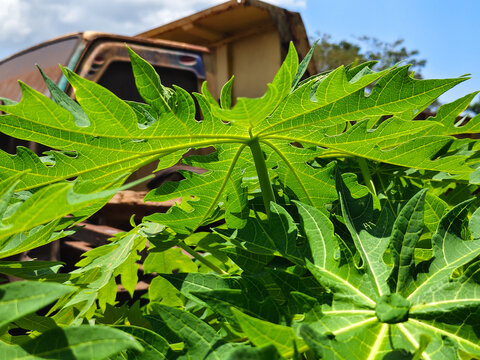 green leaf on the wall  
Vibrant green foliage with textured serrated leaves and delicate purple wildflowers growing in a sunny garden, showcasing natural beauty, botanical details, and tropical outdo