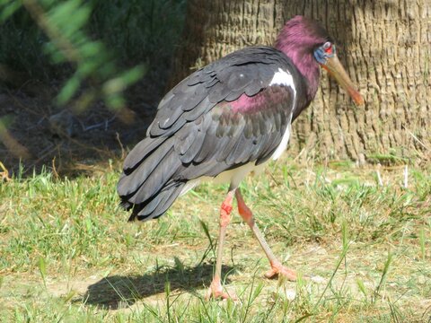 Cigogne d'Abdim